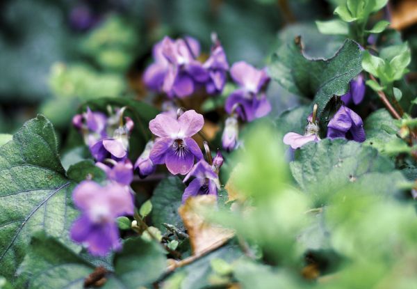 Early Dog violets 600
