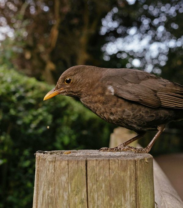 Female Blackbird 600