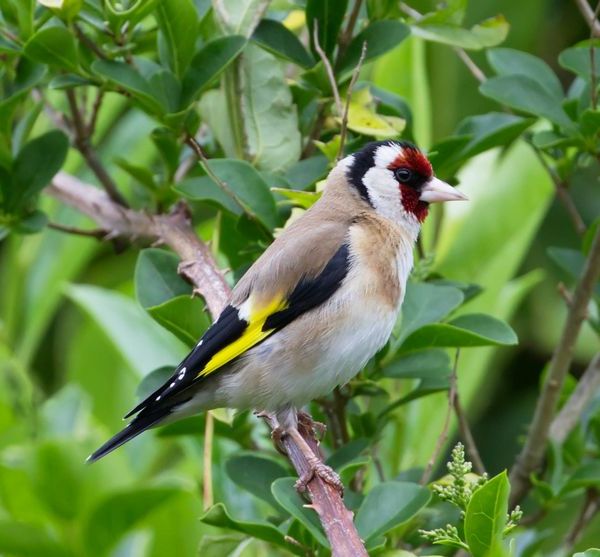 Goldfinch