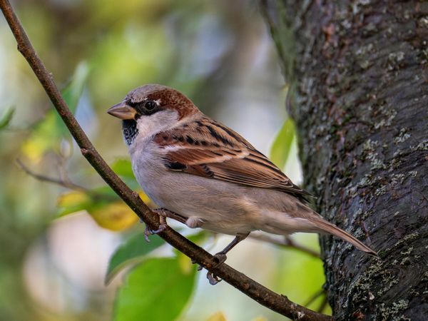 House Sparrow 600