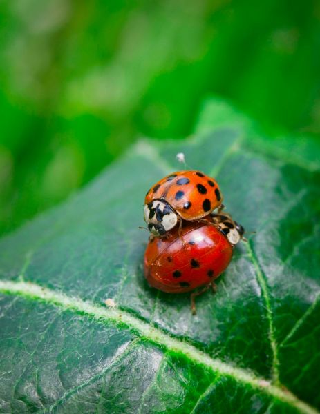 Ladybirds 2 600