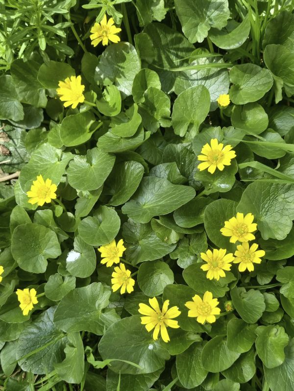 Lesser Celandines 600