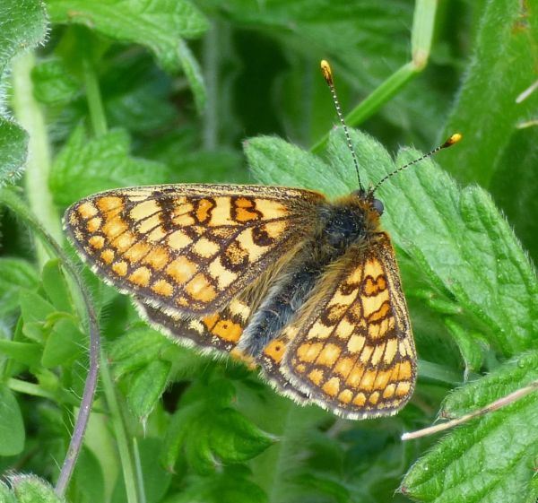 Marsh Fritillary 600