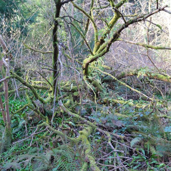 Mossy tree BET 600