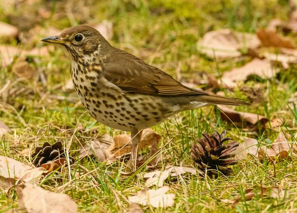 Song Thrush 600