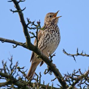Song Thrush