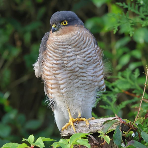 Sparrowhawk 600