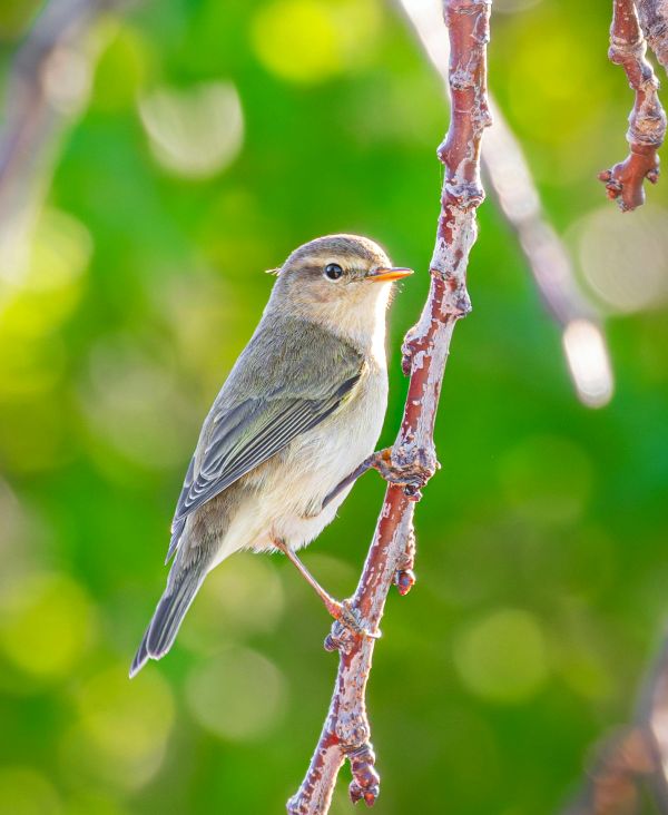 Willow Warbler 600