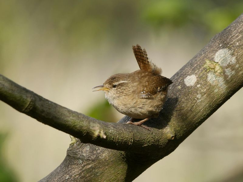 Wren 1 600
