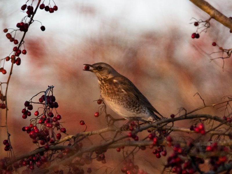 Fieldfare