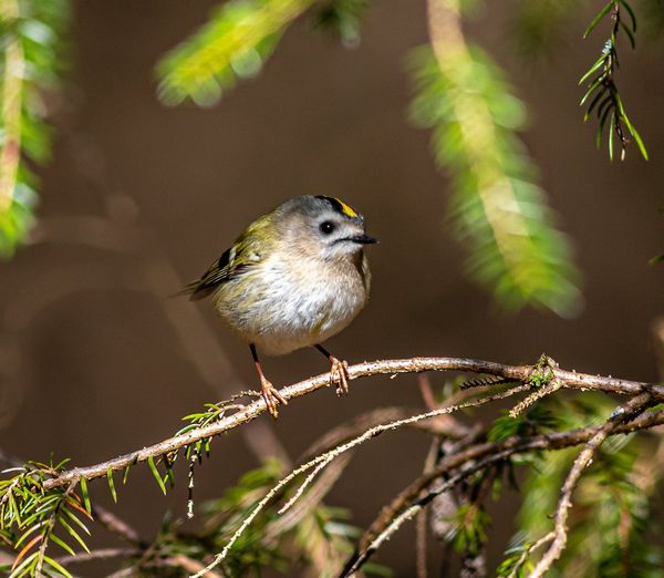 Goldcrest 4. 600jpg
