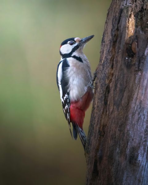 Great Spotted Woodpecker 600