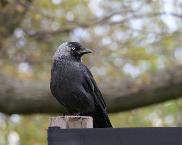 Jackdaw 600