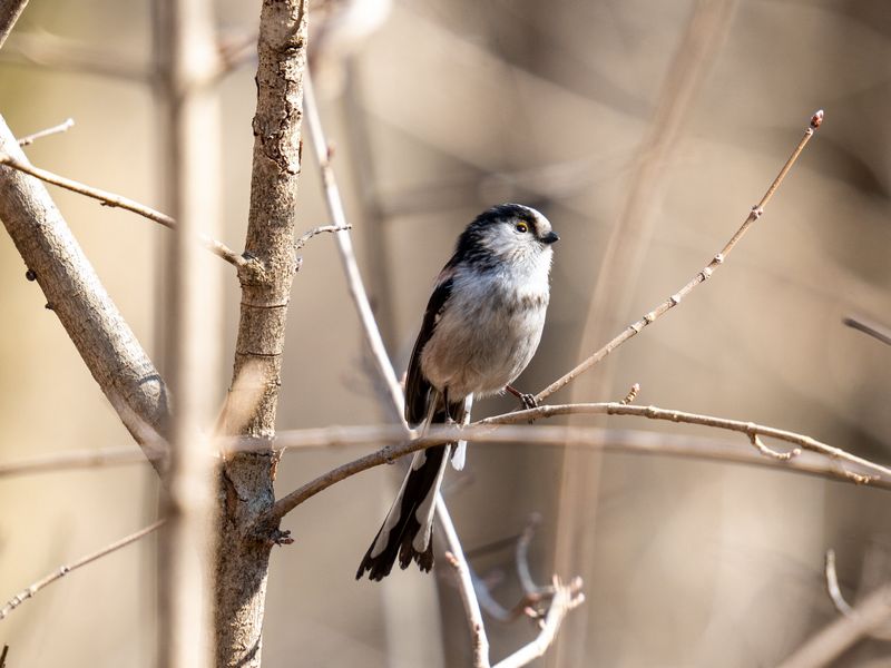 Long tailed Tit