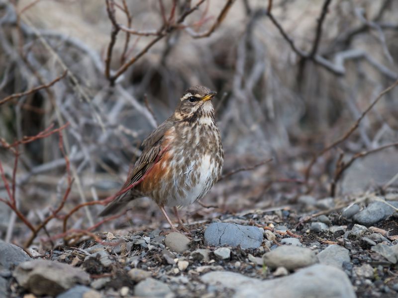 Redwing