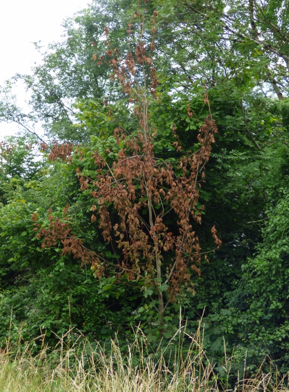 8PIC 2 Sycamore