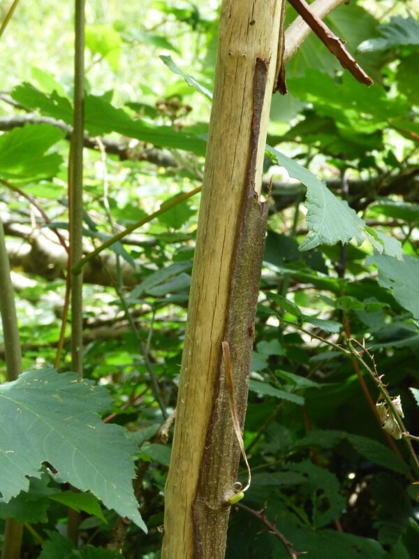 8PIC 2b Sycamore
