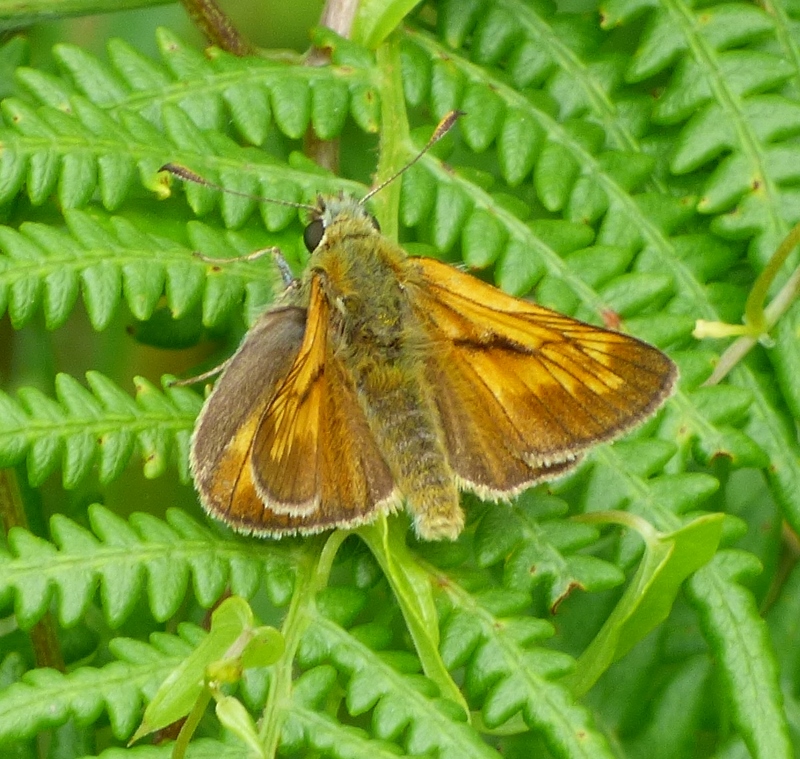 8PIC 3 Small Skipper