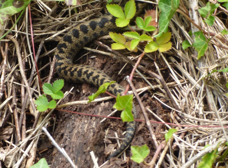 Adder