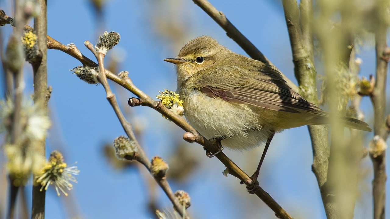 Chiff Chaff