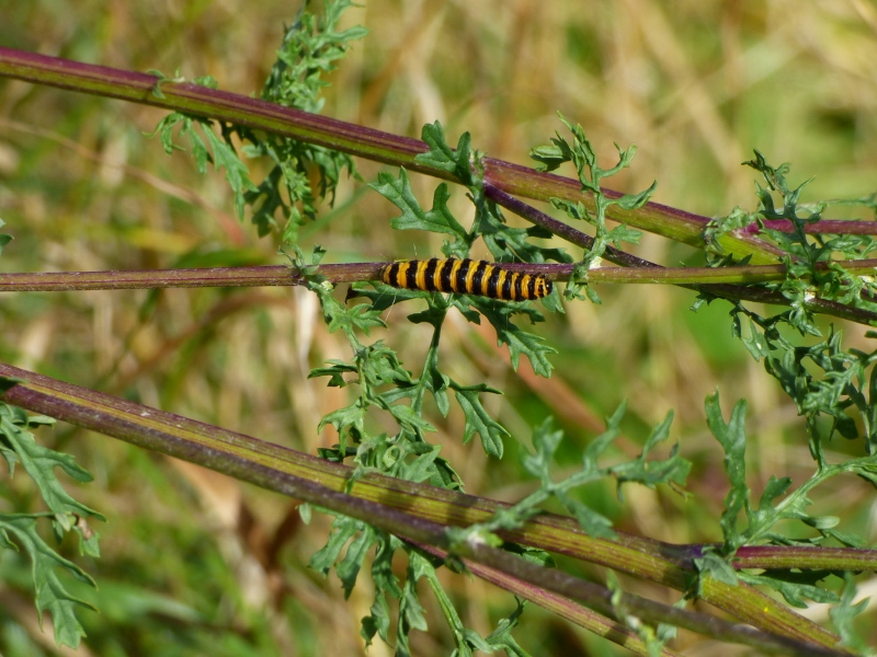 Cinnnabar moth caterpillar