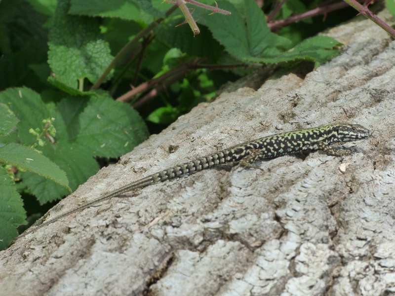 Common Wall Lizard