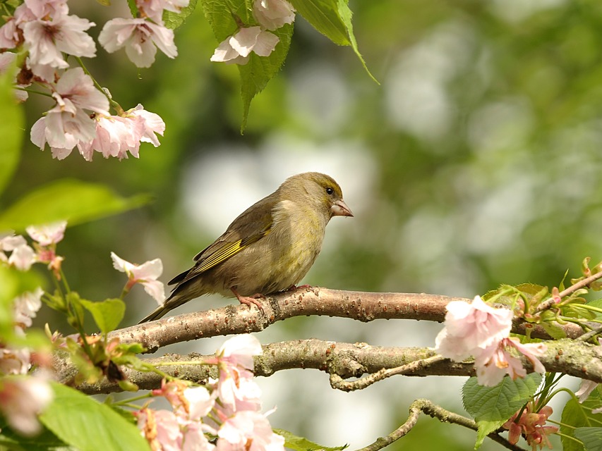 Green Finch