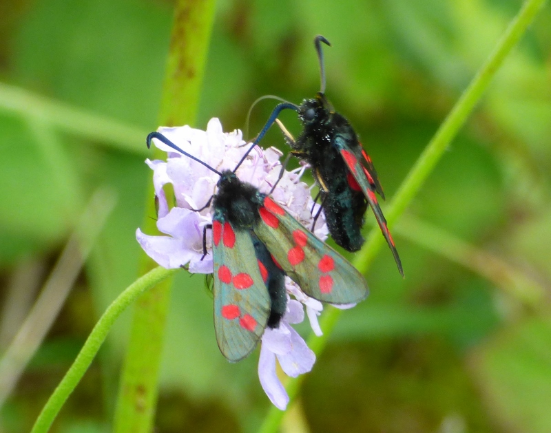 Six spot Burnet 2
