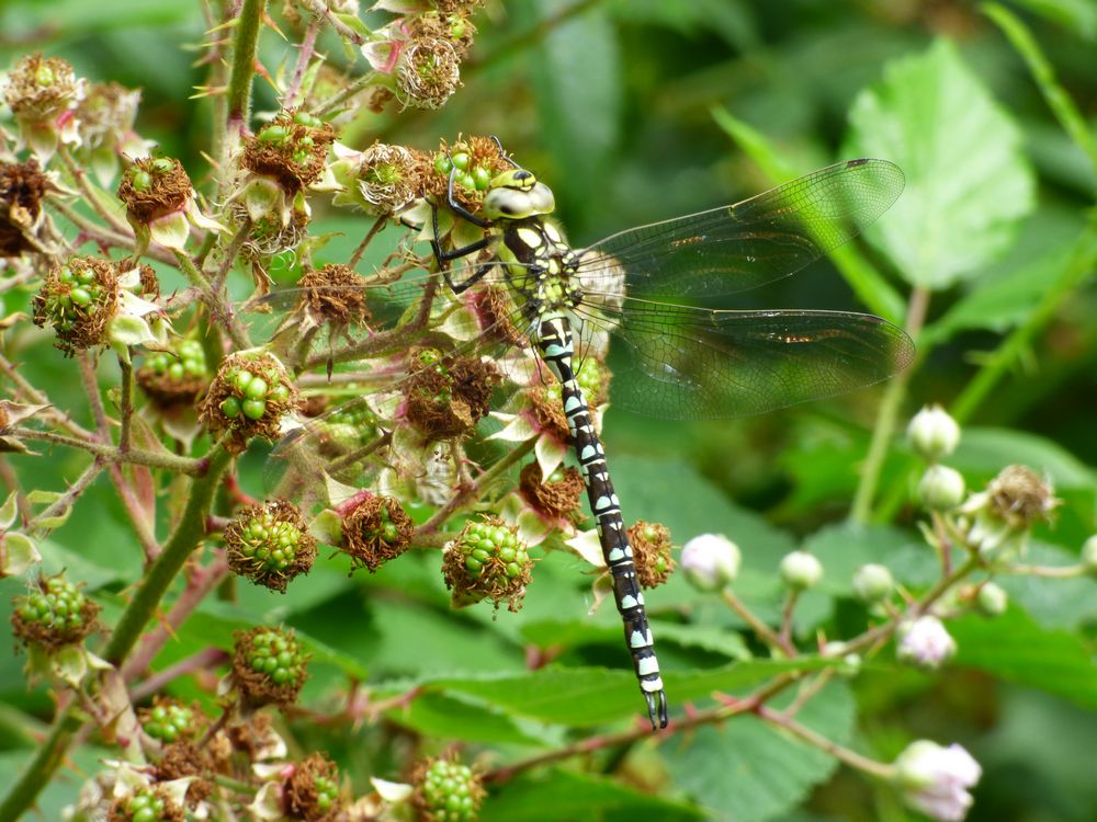 Souhern Hawker