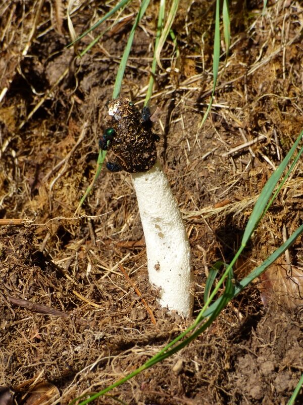 Stinkhorn