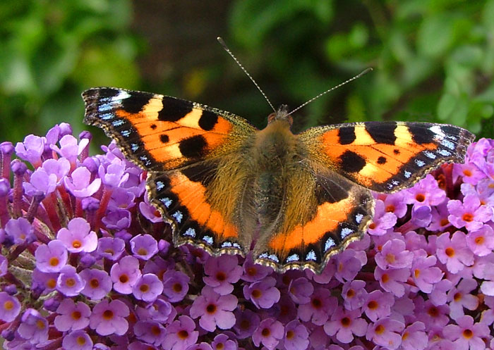 Butterflies and Moths